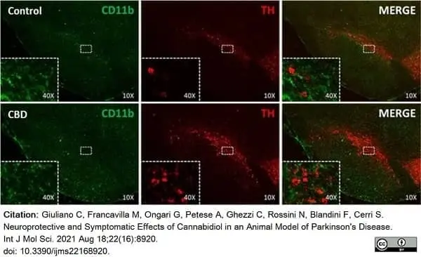 Anti Rat CD11b Antibody, clone OX-42 gallery image 31