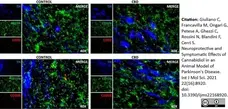 Anti Rat CD11b Antibody, clone OX-42 gallery image 32