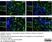 Anti Rat CD11b Antibody, clone OX-42 thumbnail image 32