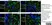 Anti Rat CD11b Antibody, clone OX-42 thumbnail image 32