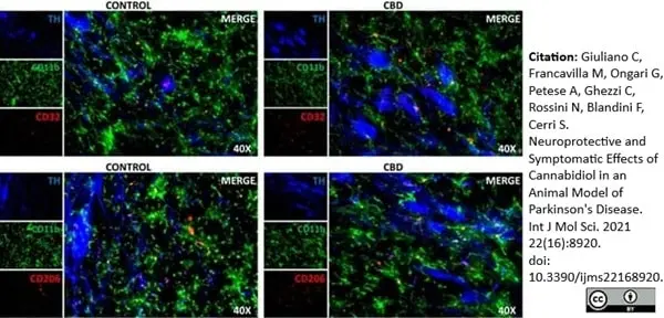 Anti Rat CD11b Antibody, clone OX-42 gallery image 32