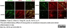 Anti Rat CD11b Antibody, clone OX-42 gallery image 33
