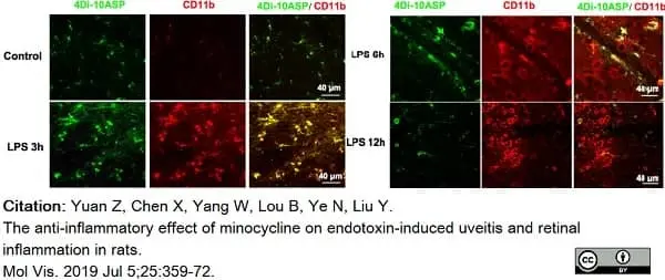 Anti Rat CD11b Antibody, clone OX-42 gallery image 33