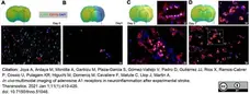 Anti Rat CD11b Antibody, clone OX-42 gallery image 35