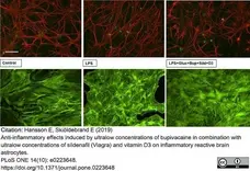 Anti Rat CD11b Antibody, clone OX-42 gallery image 36