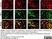 Anti Rat CD11b Antibody, clone OX-42 thumbnail image 37