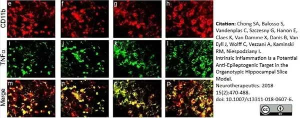Anti Rat CD11b Antibody, clone OX-42 gallery image 37