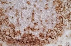 Anti Rat CD11b Antibody, clone OX-42 gallery image 4