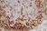 Anti Rat CD11b Antibody, clone OX-42 thumbnail image 4