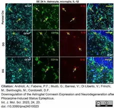 Anti Rat CD11b Antibody, clone OX-42 gallery image 40