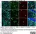 Anti Rat CD11b Antibody, clone OX-42 thumbnail image 40