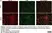 Anti Rat CD11b Antibody, clone OX-42 thumbnail image 41
