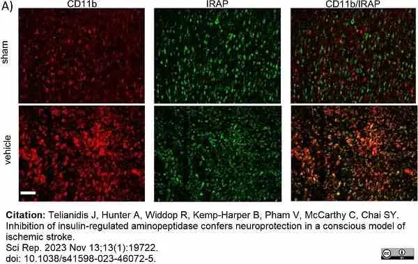 Anti Rat CD11b Antibody, clone OX-42 gallery image 41