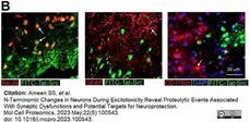 Anti Rat CD11b Antibody, clone OX-42 gallery image 42
