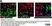 Anti Rat CD11b Antibody, clone OX-42 thumbnail image 42