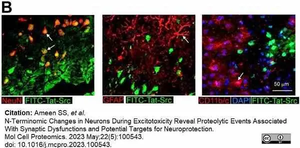 Anti Rat CD11b Antibody, clone OX-42 gallery image 42