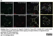 Anti Rat CD11b Antibody, clone OX-42 gallery image 43