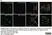 Anti Rat CD11b Antibody, clone OX-42 thumbnail image 43