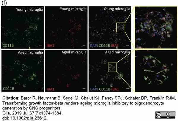Anti Rat CD11b Antibody, clone OX-42 gallery image 43
