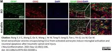 Anti Rat CD11b Antibody, clone OX-42 gallery image 45