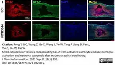 Anti Rat CD11b Antibody, clone OX-42 gallery image 46