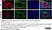 Anti Rat CD11b Antibody, clone OX-42 thumbnail image 46