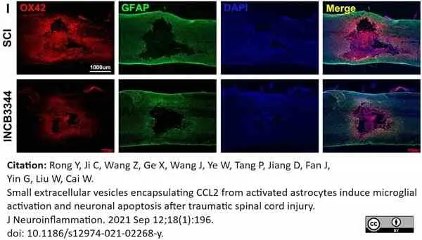 Anti Rat CD11b Antibody, clone OX-42 gallery image 46