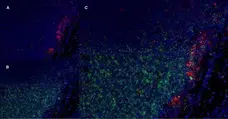 Anti Rat CD11b Antibody, clone OX-42 gallery image 5