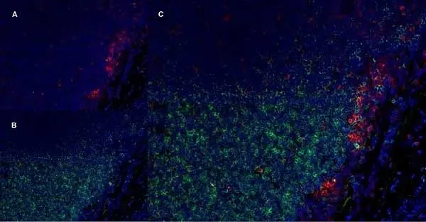 Anti Rat CD11b Antibody, clone OX-42 gallery image 5