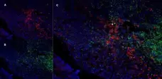 Anti Rat CD11b Antibody, clone OX-42 gallery image 6