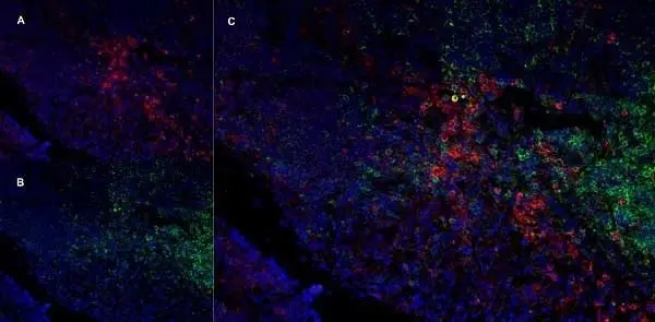Anti Rat CD11b Antibody, clone OX-42 gallery image 6