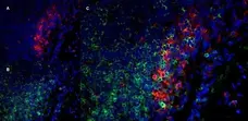 Anti Rat CD11b Antibody, clone OX-42 gallery image 7