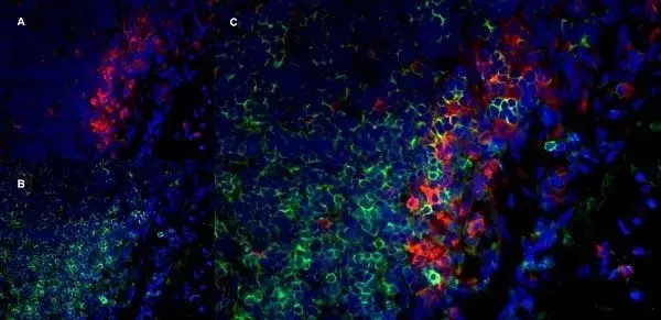Anti Rat CD11b Antibody, clone OX-42 gallery image 7