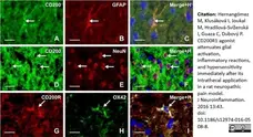 Anti Rat CD11b Antibody, clone OX-42 gallery image 8