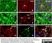 Anti Rat CD11b Antibody, clone OX-42 thumbnail image 8