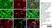 Anti Rat CD11b Antibody, clone OX-42 thumbnail image 8