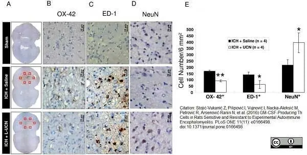 Anti Rat CD11b Antibody, clone OX-42 gallery image 9