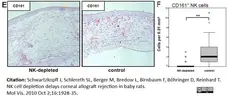 Anti Rat CD161 Antibody, clone 10/78 gallery image 5