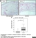 Anti Rat CD161 Antibody, clone 10/78 thumbnail image 5