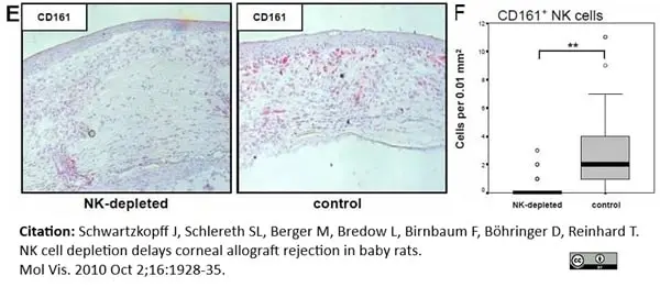 Anti Rat CD161 Antibody, clone 10/78 gallery image 5