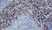 Anti Rat CD163 Antibody, clone ED2 thumbnail image 1