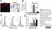 Anti Rat CD163 Antibody, clone ED2 thumbnail image 11