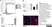 Anti Rat CD163 Antibody, clone ED2 thumbnail image 14