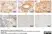Anti Rat CD163 Antibody, clone ED2 thumbnail image 16