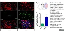Anti Rat CD163 Antibody, clone ED2 gallery image 17