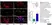 Anti Rat CD163 Antibody, clone ED2 thumbnail image 17