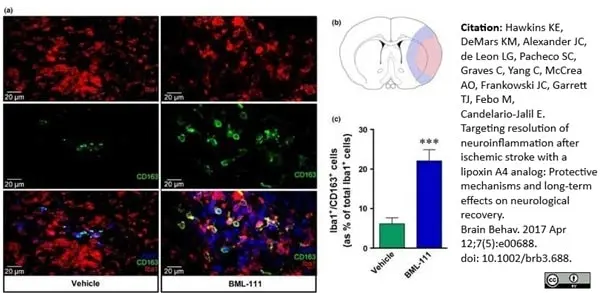 Anti Rat CD163 Antibody, clone ED2 | Bio-Rad