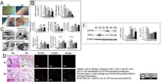 Anti Rat CD163 Antibody, clone ED2 gallery image 19