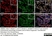 Anti Rat CD163 Antibody, clone ED2 thumbnail image 20