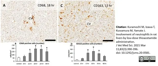 Anti Rat CD163 Antibody, clone ED2 gallery image 21